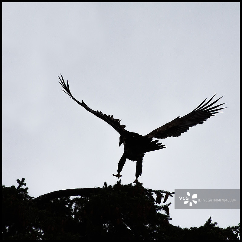 白头海雕图片素材