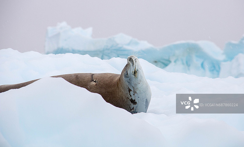 南极洲：丹科岛的食蟹海豹图片素材