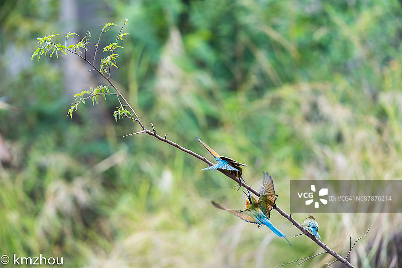 蓝喉蜂虎图片素材