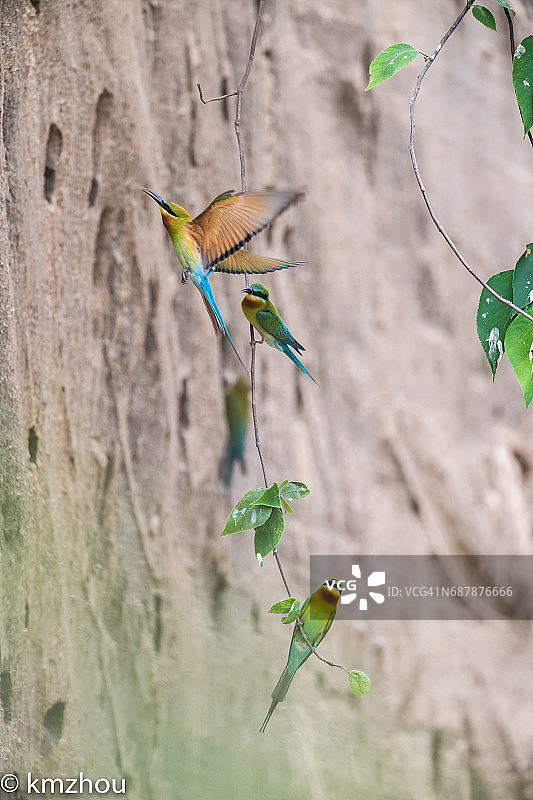 蓝喉蜂虎图片素材