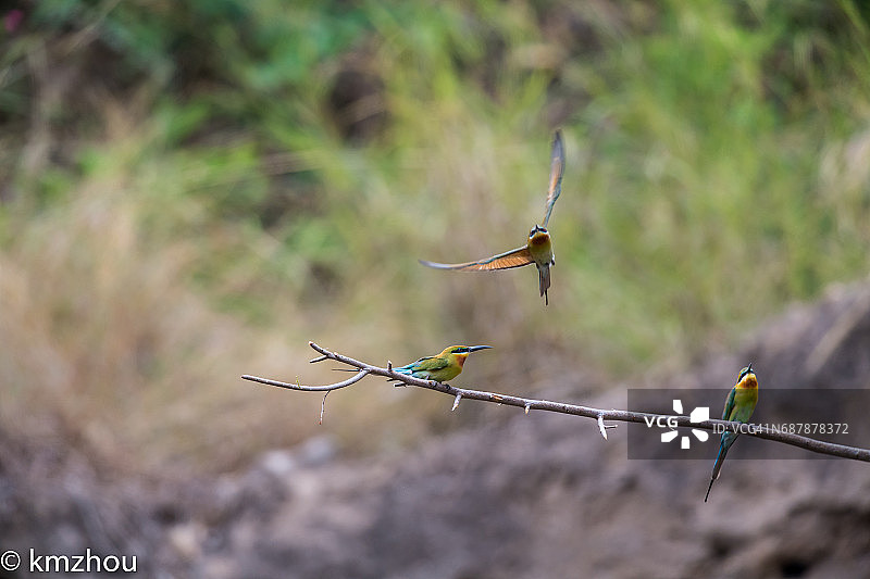 蓝喉蜂虎图片素材