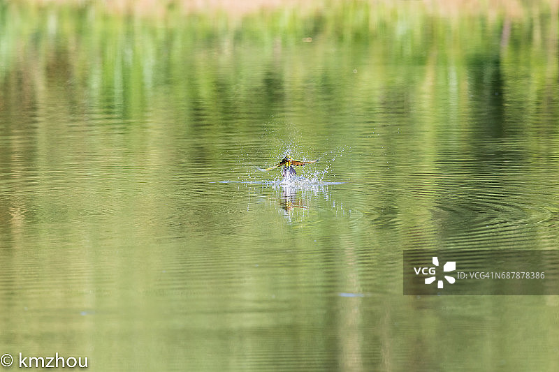 蓝喉蜂虎图片素材