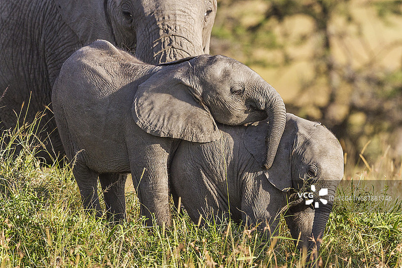 非洲小象嬉戏图片素材