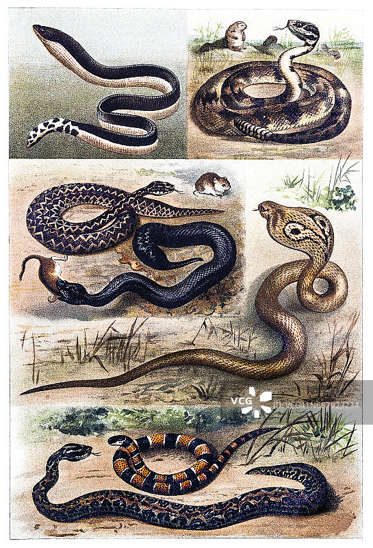 蛇类动物图片素材