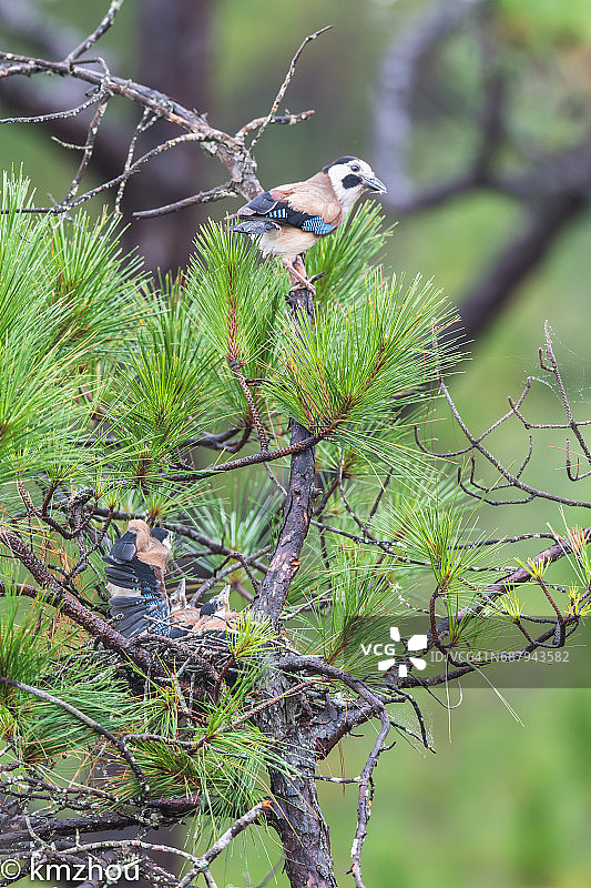 黑头松鸦图片素材