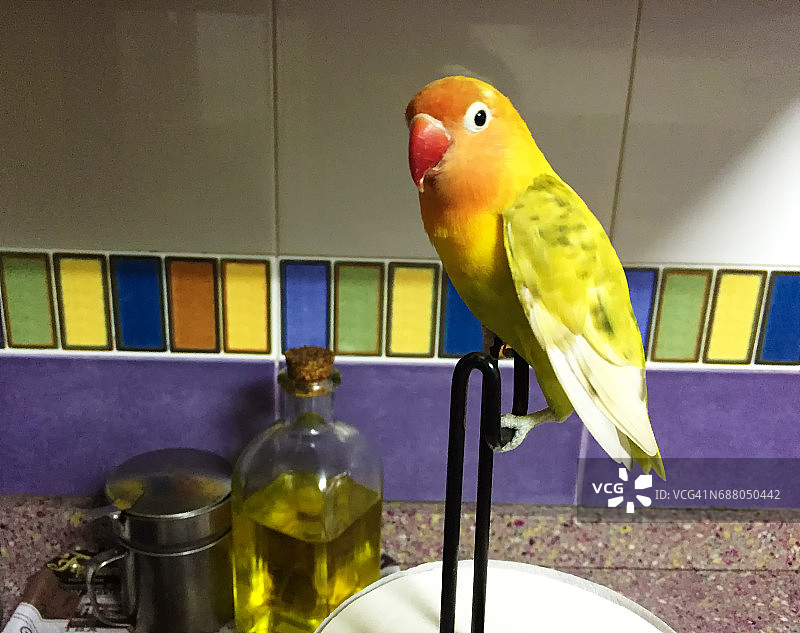 鸟在房屋的厨房里自由飞翔图片素材