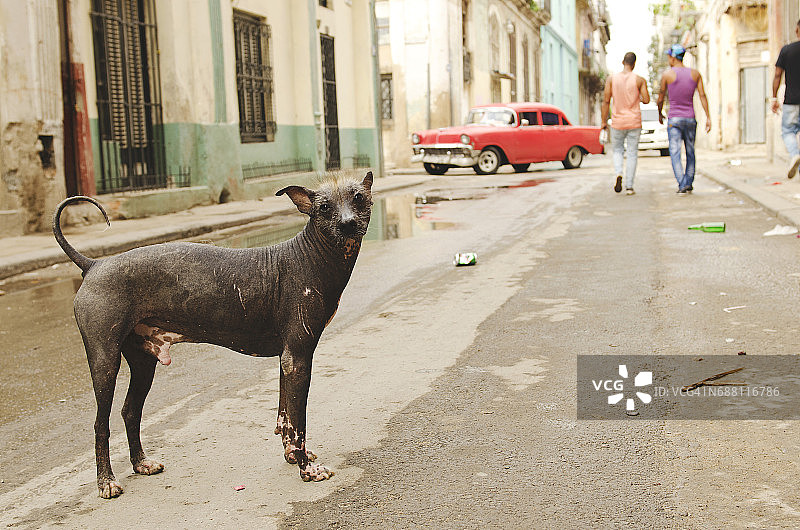 在古巴哈瓦那街头的墨西哥无毛犬图片素材