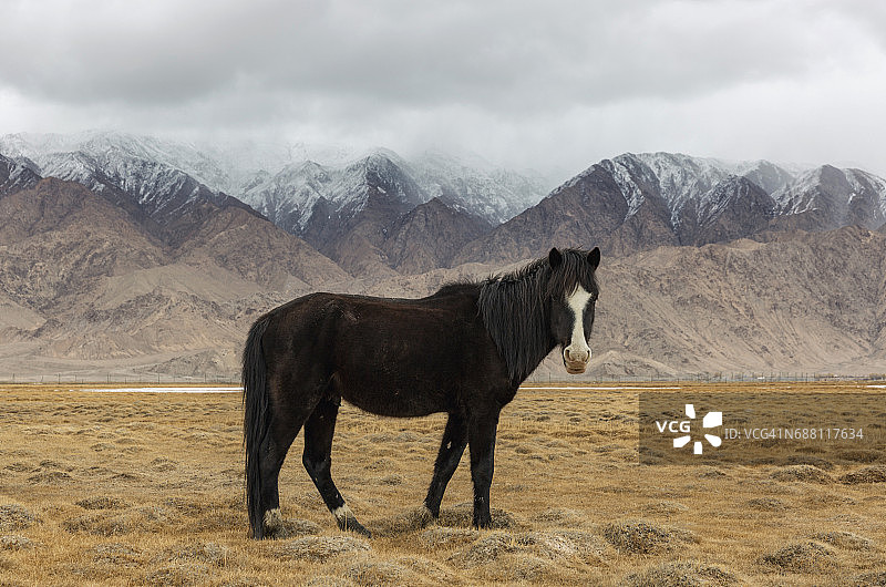 站在中国塔什库尔干田野里的马 портрет图片素材