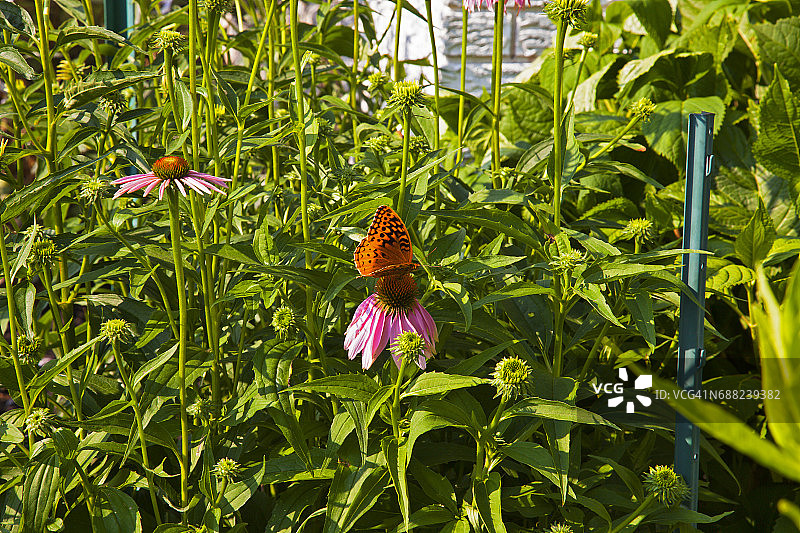 卡罗尔贝母蝴蝶（Speyeria carolae）以锥花（紫锥菊）为食图片素材