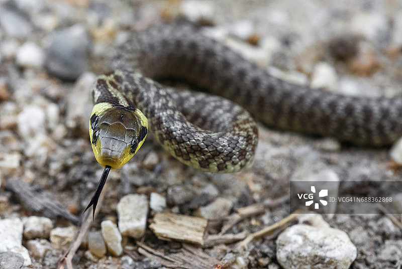 七彩蛇图片素材
