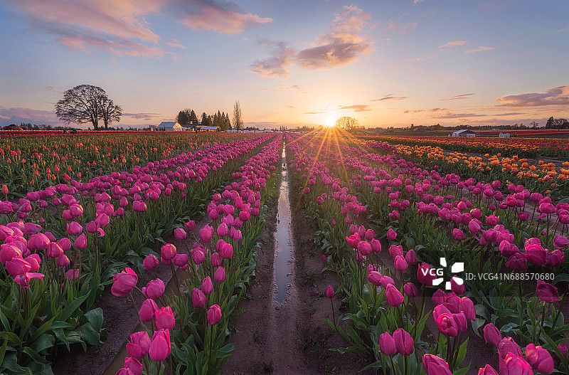 日落时分的郁金香农场图片素材