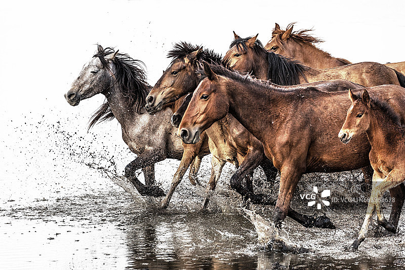 水中奔跑的野马群图片素材