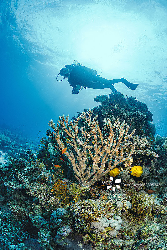 水肺潜水员探索和享受珊瑚礁海洋生物运动图片素材