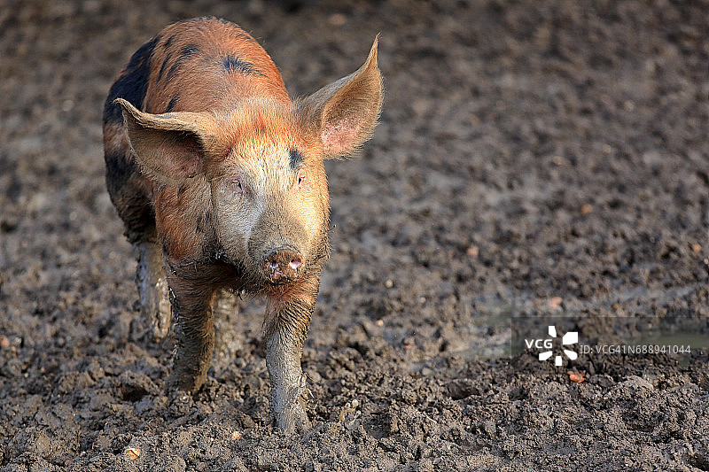 在泥泞田野里的泰姆华斯猪图片素材