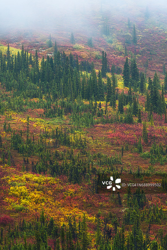 育空地区：秋季苔原和雾中云杉林图片素材