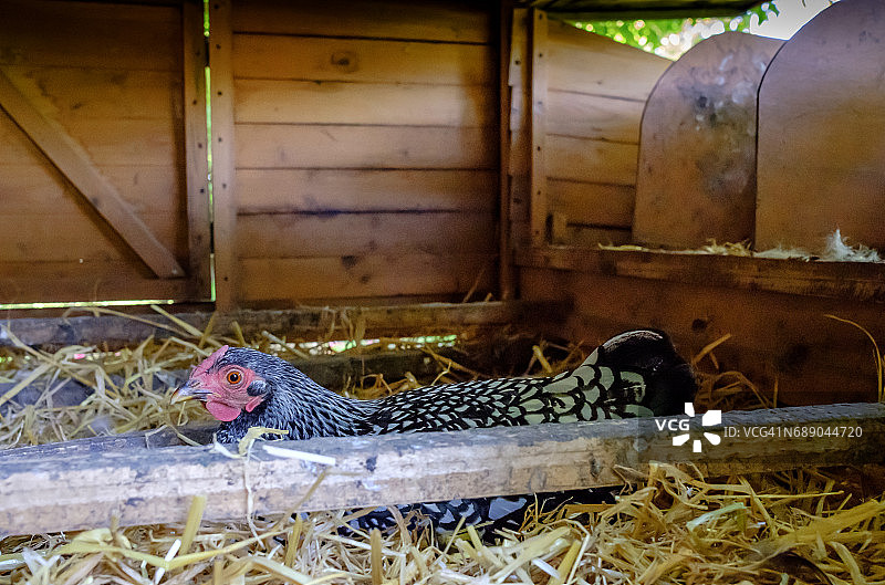 一只孤独的获奖Wyandotte母鸡坐在小鸡舍里的一窝蛋上。图片素材