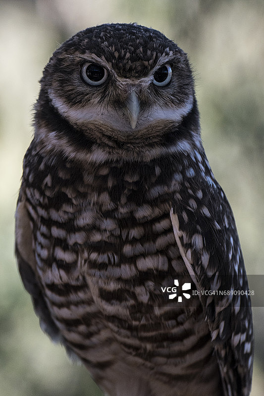 西部角鸮图片素材