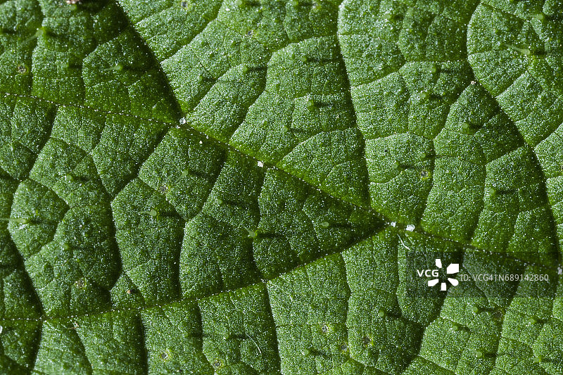 叶片纹理的自然设计细节图片素材