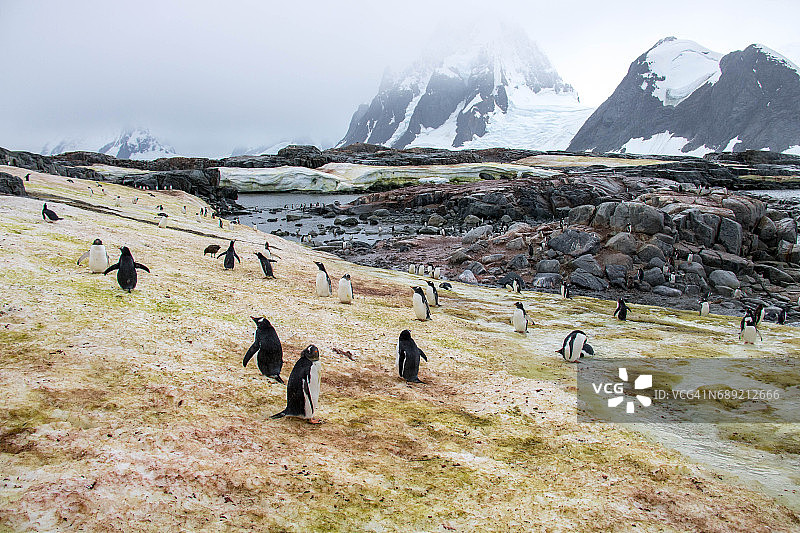 南极洲：彼得曼岛上的巴布亚企鹅图片素材