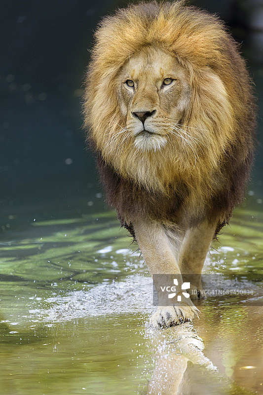 非洲狮走向镜头图片素材