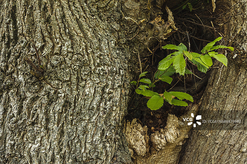 百年栗树树皮纹理与新枝图片素材