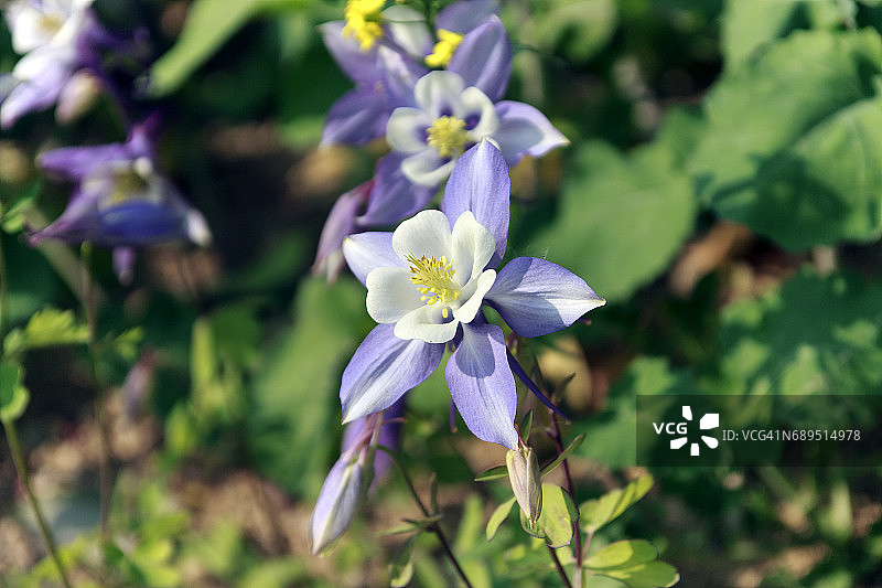紫色耧斗菜图片素材