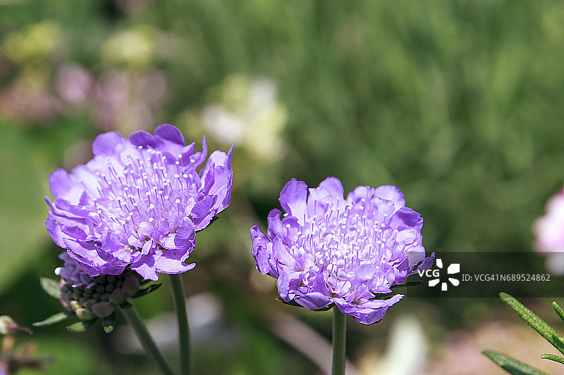 紫色松虫草图片素材