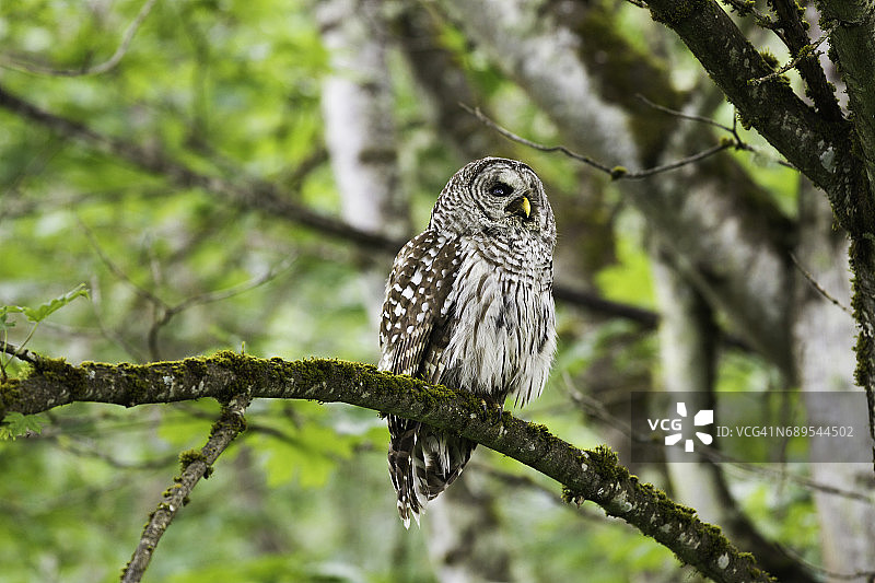 树上的横斑林鸮图片素材