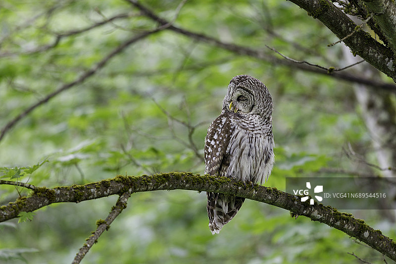 树上的横斑林鸮图片素材