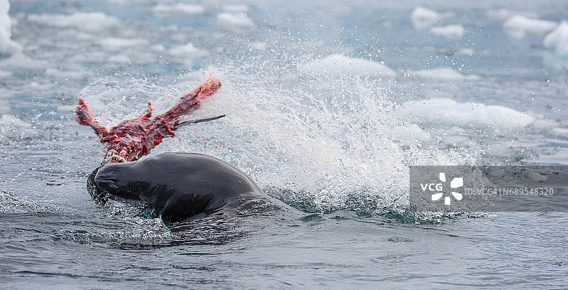 南极洲古迪尔岛海豹图片素材