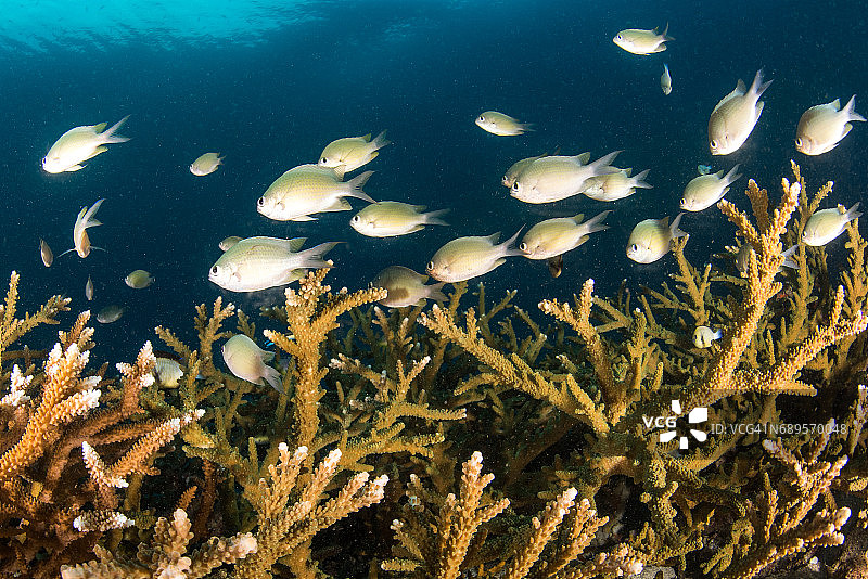 豆娘鱼群游过五彩缤纷的珊瑚礁图片素材