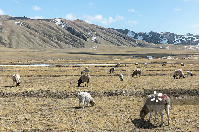 中国巴音布鲁克草原，春羔与母羊在草原上吃草图片素材