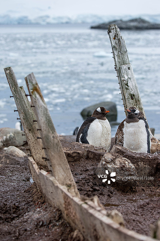南极洲：洛克罗伊港的金图企鹅图片素材