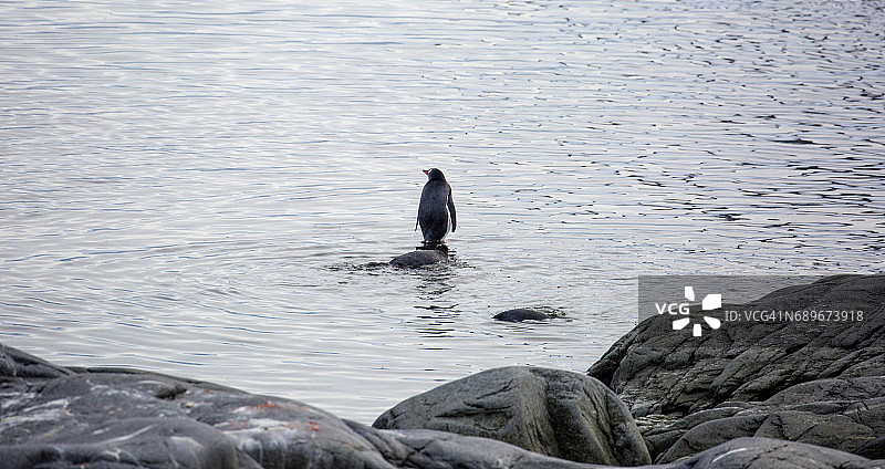 南极洲：JouglaPoint的巴布亚企鹅图片素材