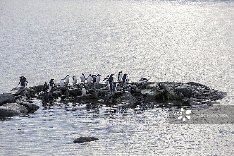 南极洲：儒格拉角的巴布亚企鹅图片素材