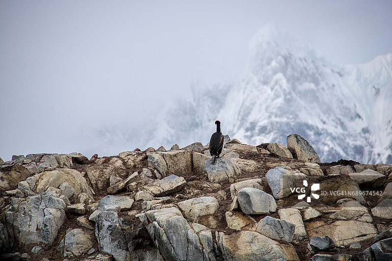 南极洲朱格拉角鸬鹚图片素材