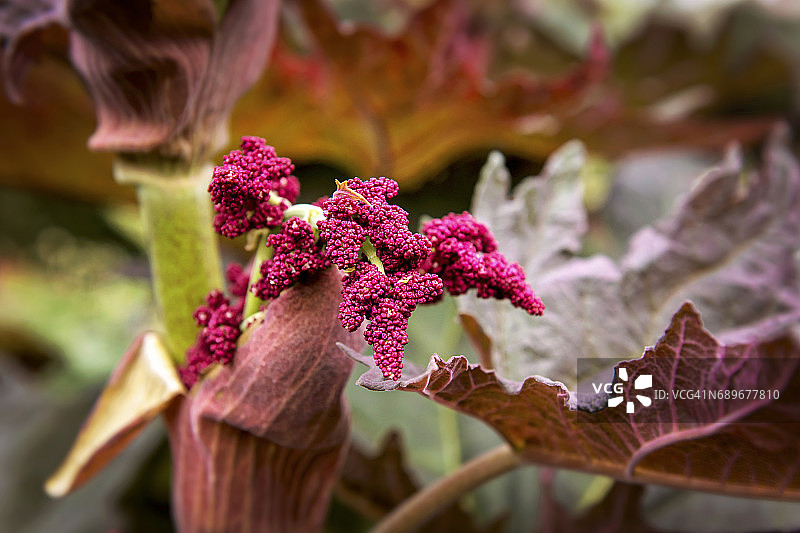 观赏大黄图片素材