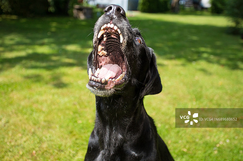 吠叫的狗图片素材