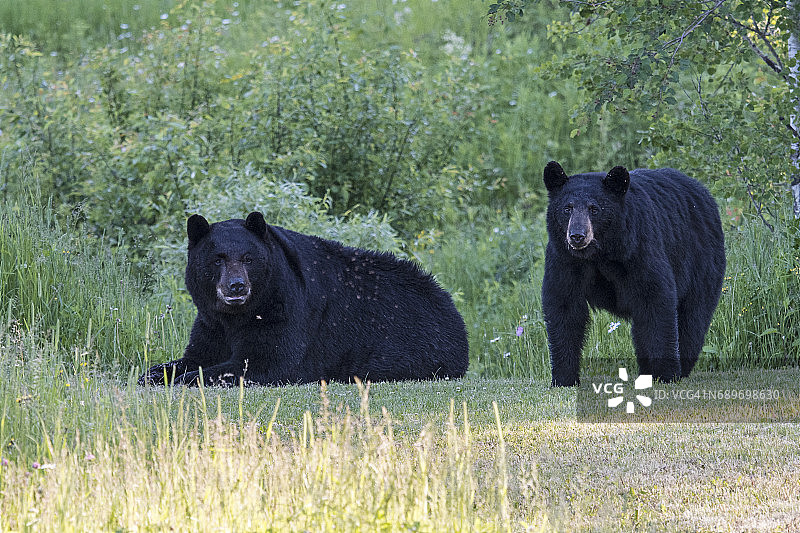 夏季加拿大安大略省北部的野生雄性和雌性黑熊图片素材