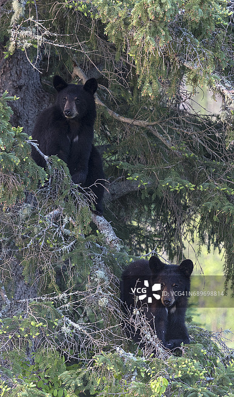 从云杉树枝上看着观看者的野生黑熊幼崽图片素材