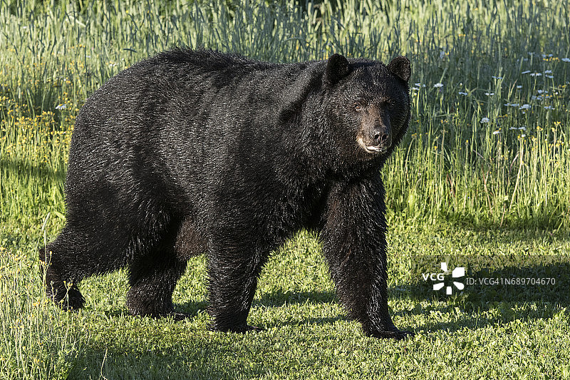 行走在绿草中的雄性野生黑熊图片素材