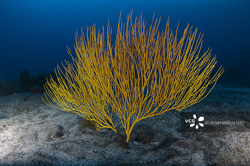 可怕的珊瑚图片素材