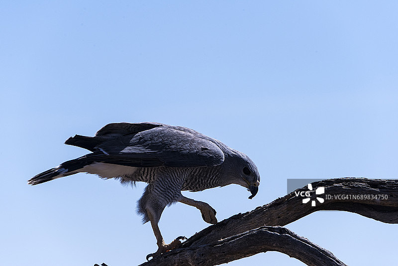草原猎隼图片素材