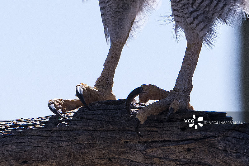 草原猎隼的腿和爪子图片素材