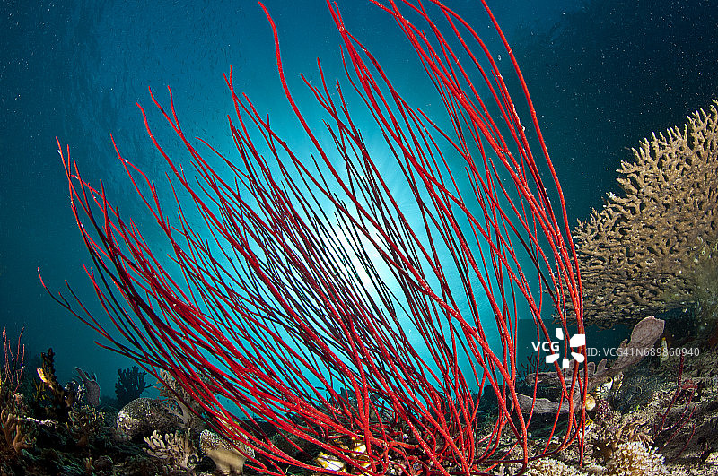 印度尼西亚西巴布亚岛拉贾安帕的海洋生物。图片素材