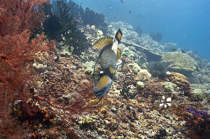 印度尼西亚西巴布亚岛拉贾安帕的海洋生物。图片素材