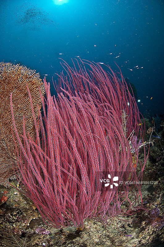印度尼西亚西巴布亚岛拉贾安帕的海洋生物。图片素材