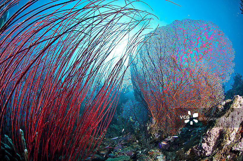 印度尼西亚西巴布亚岛拉贾安帕的海洋生物。图片素材