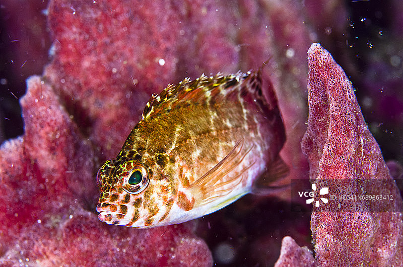 印度尼西亚西巴布亚岛拉贾安帕的海洋生物。图片素材