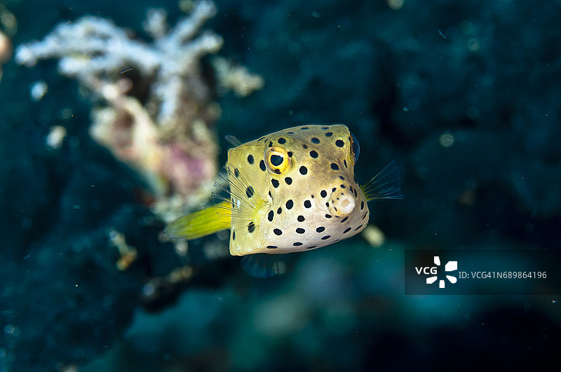 印度尼西亚西巴布亚岛拉贾安帕的海洋生物。图片素材